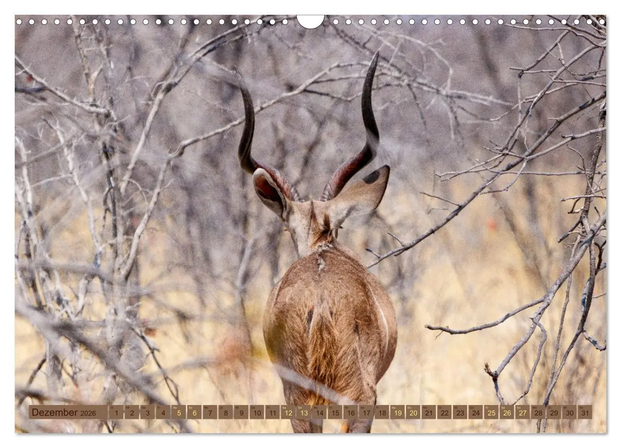 Bild: 9783457492765 | Wildlife Namibia - Etosha und Kalahari (Wandkalender 2026 DIN A3...