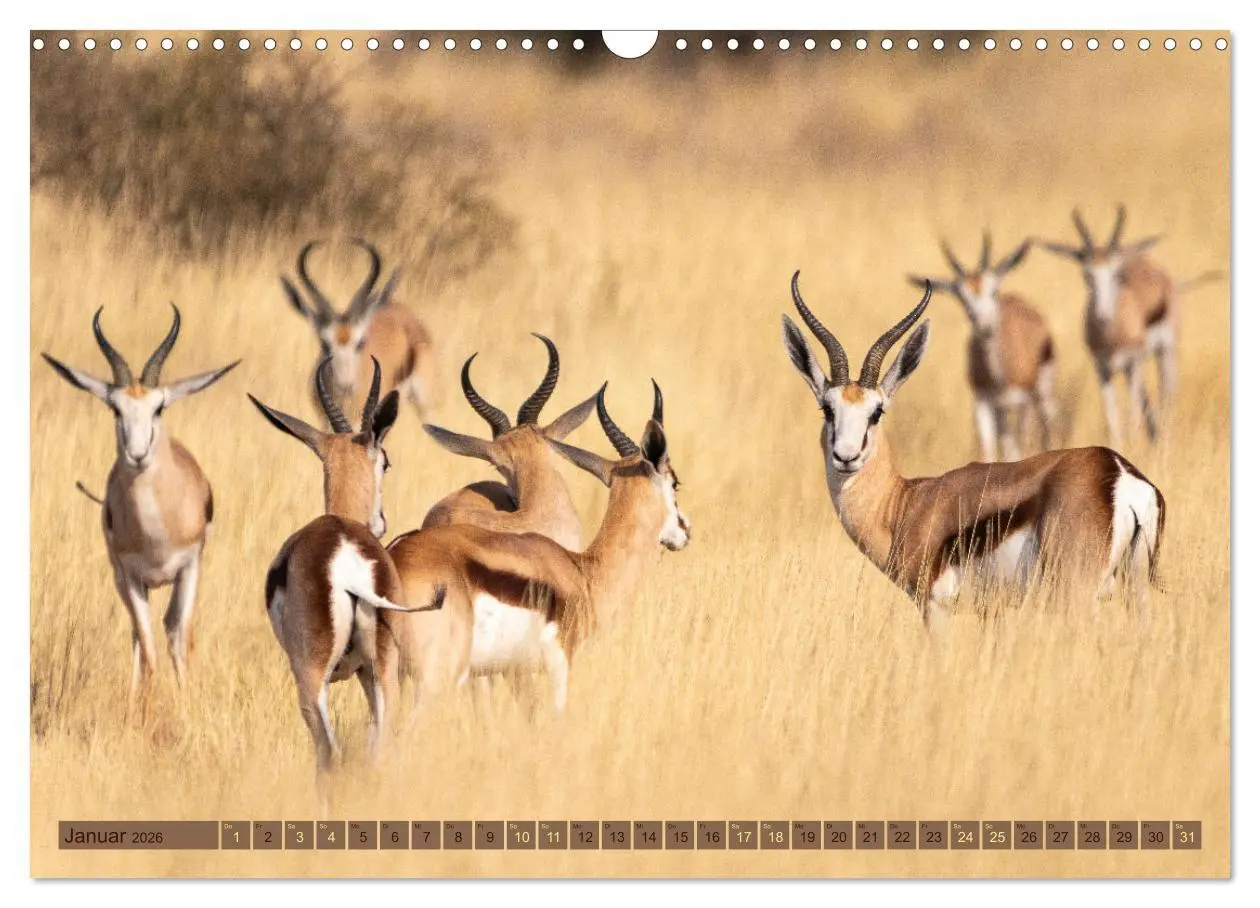 Bild: 9783457492765 | Wildlife Namibia - Etosha und Kalahari (Wandkalender 2026 DIN A3...