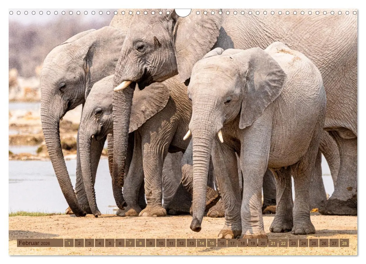 Bild: 9783457492765 | Wildlife Namibia - Etosha und Kalahari (Wandkalender 2026 DIN A3...