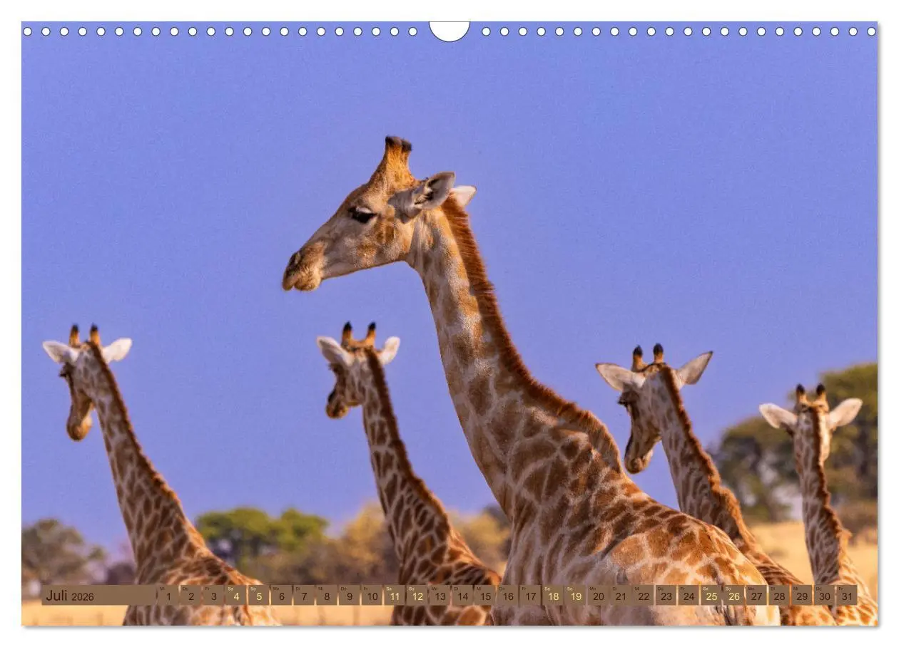 Bild: 9783457492765 | Wildlife Namibia - Etosha und Kalahari (Wandkalender 2026 DIN A3...