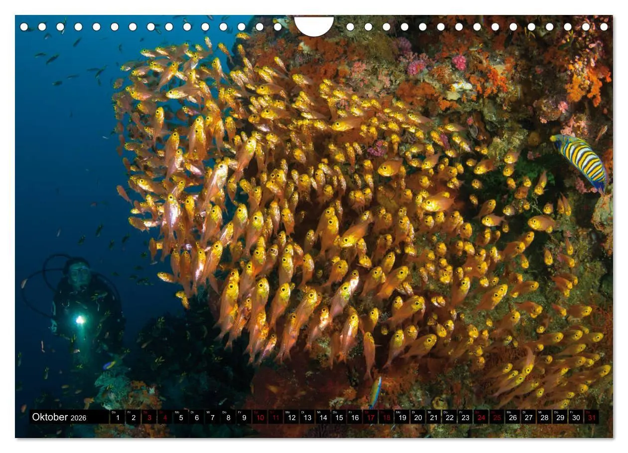 Bild: 9783457872765 | Malediven - Die bunte Unterwasserwelt (Wandkalender 2026 DIN A4...