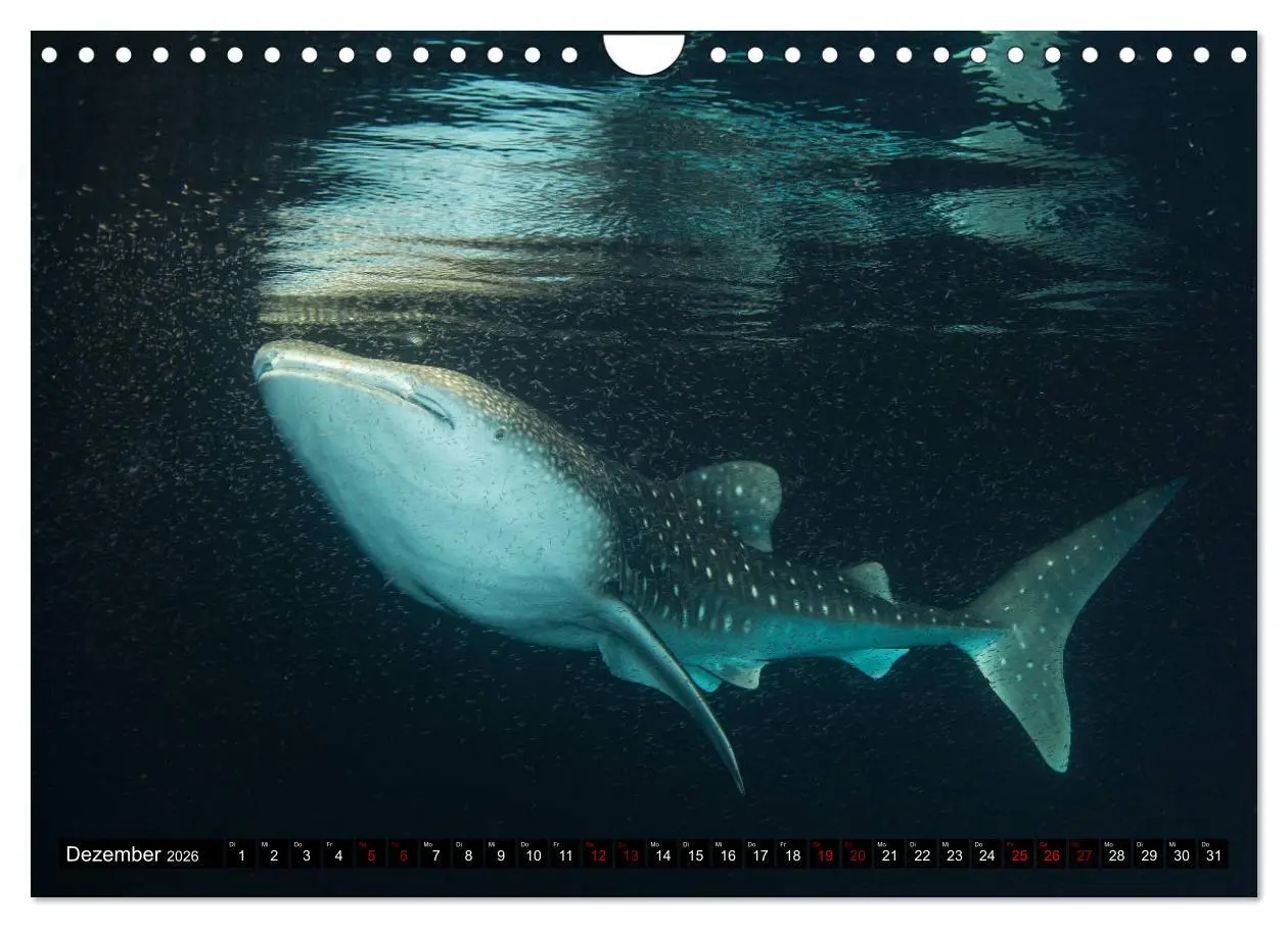 Bild: 9783457872765 | Malediven - Die bunte Unterwasserwelt (Wandkalender 2026 DIN A4...