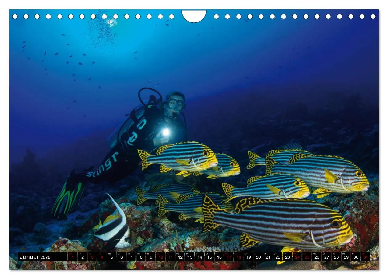 Bild: 9783457872765 | Malediven - Die bunte Unterwasserwelt (Wandkalender 2026 DIN A4...
