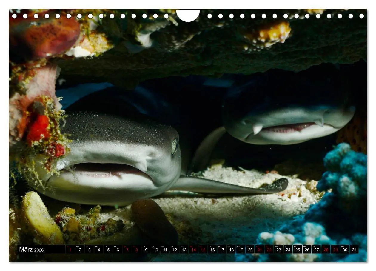 Bild: 9783457872765 | Malediven - Die bunte Unterwasserwelt (Wandkalender 2026 DIN A4...