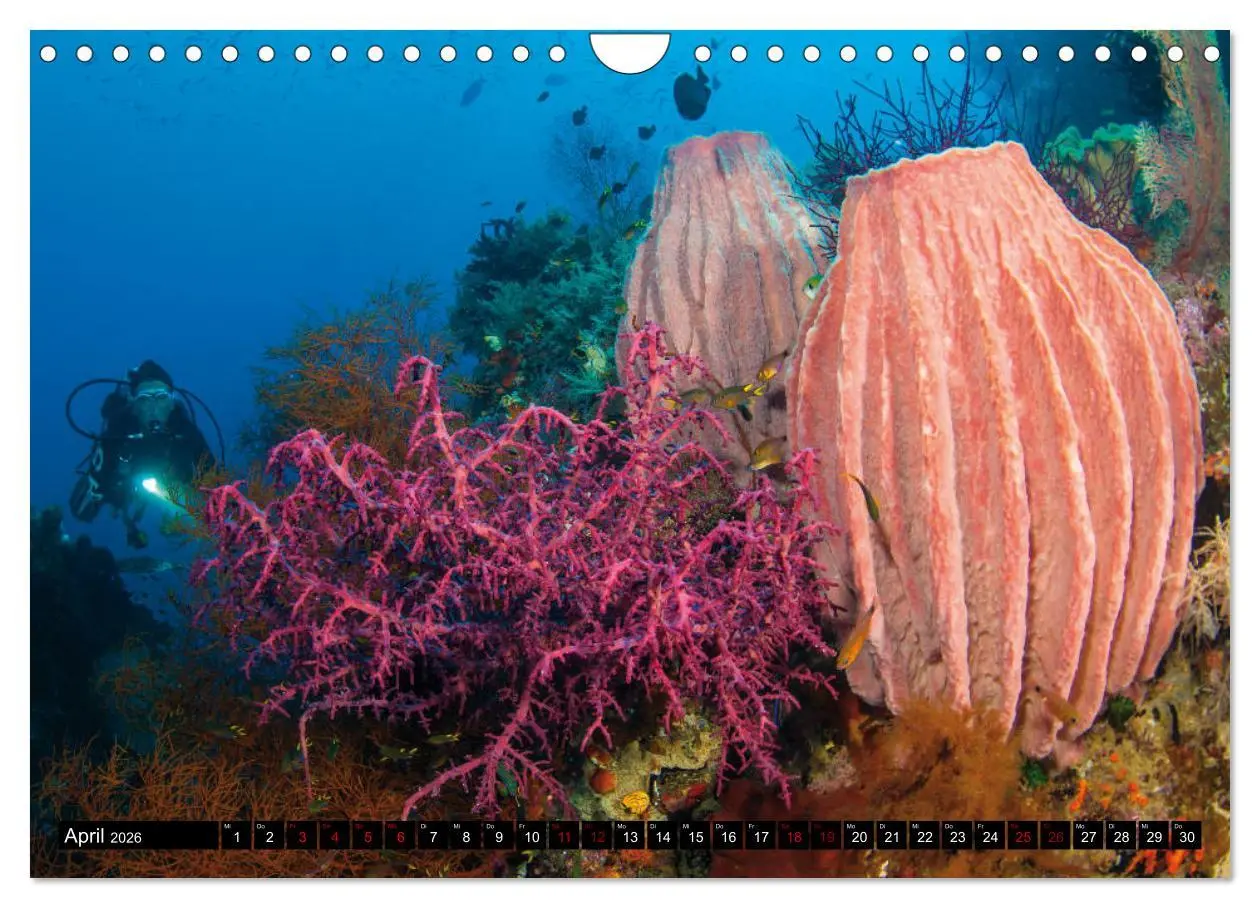 Bild: 9783457872765 | Malediven - Die bunte Unterwasserwelt (Wandkalender 2026 DIN A4...