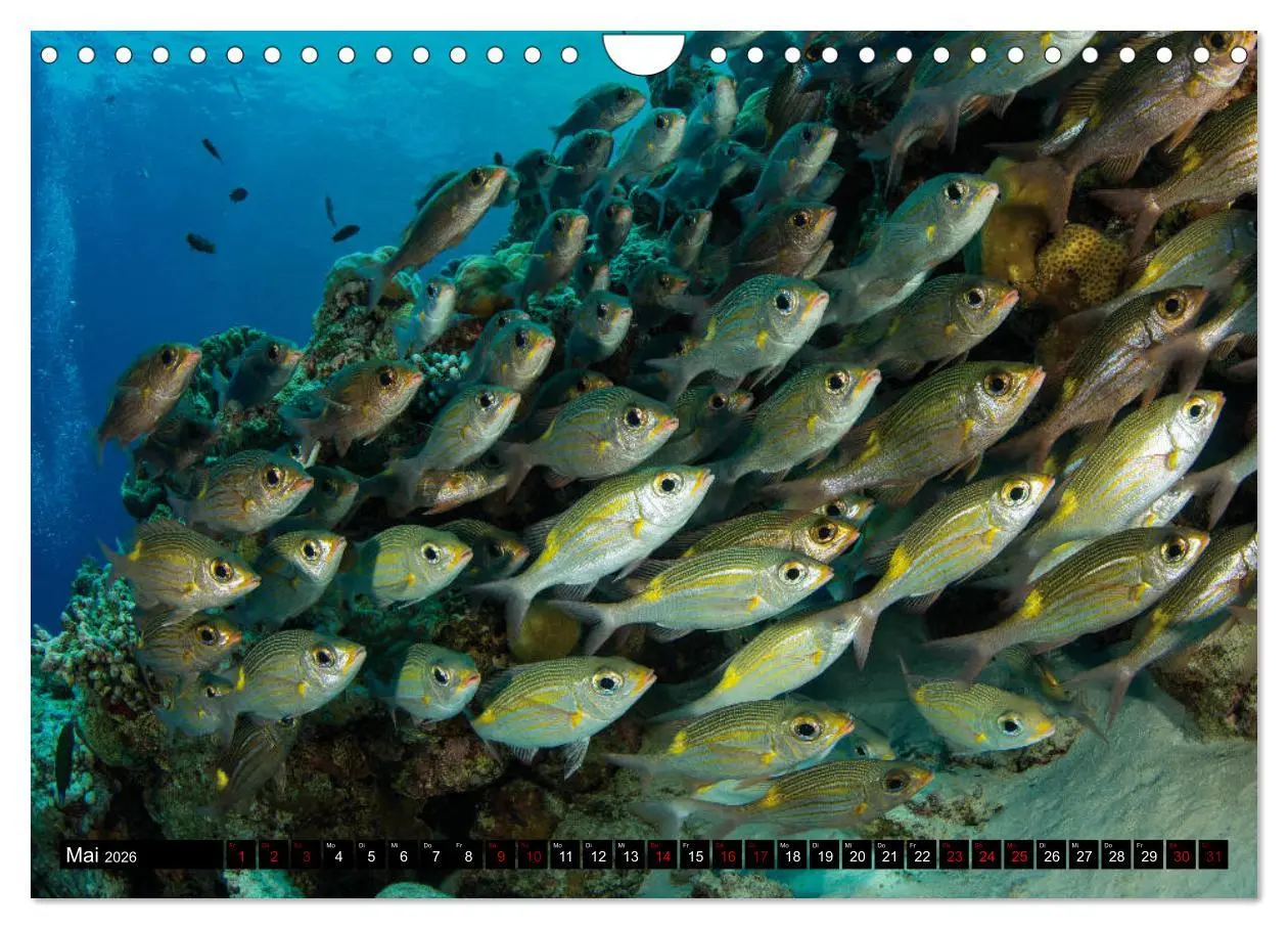 Bild: 9783457872765 | Malediven - Die bunte Unterwasserwelt (Wandkalender 2026 DIN A4...