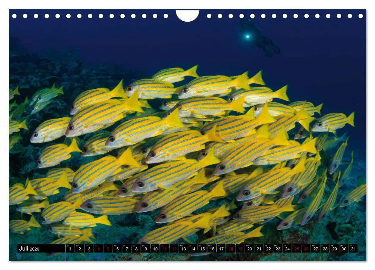 Bild: 9783457872765 | Malediven - Die bunte Unterwasserwelt (Wandkalender 2026 DIN A4...
