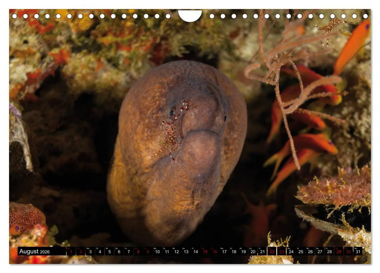 Bild: 9783457872765 | Malediven - Die bunte Unterwasserwelt (Wandkalender 2026 DIN A4...