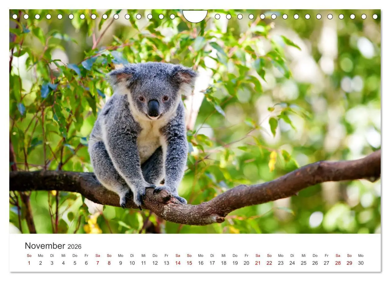 Bild: 9783457552865 | Knuffige Koalabären (Wandkalender 2026 DIN A4 quer), CALVENDO...
