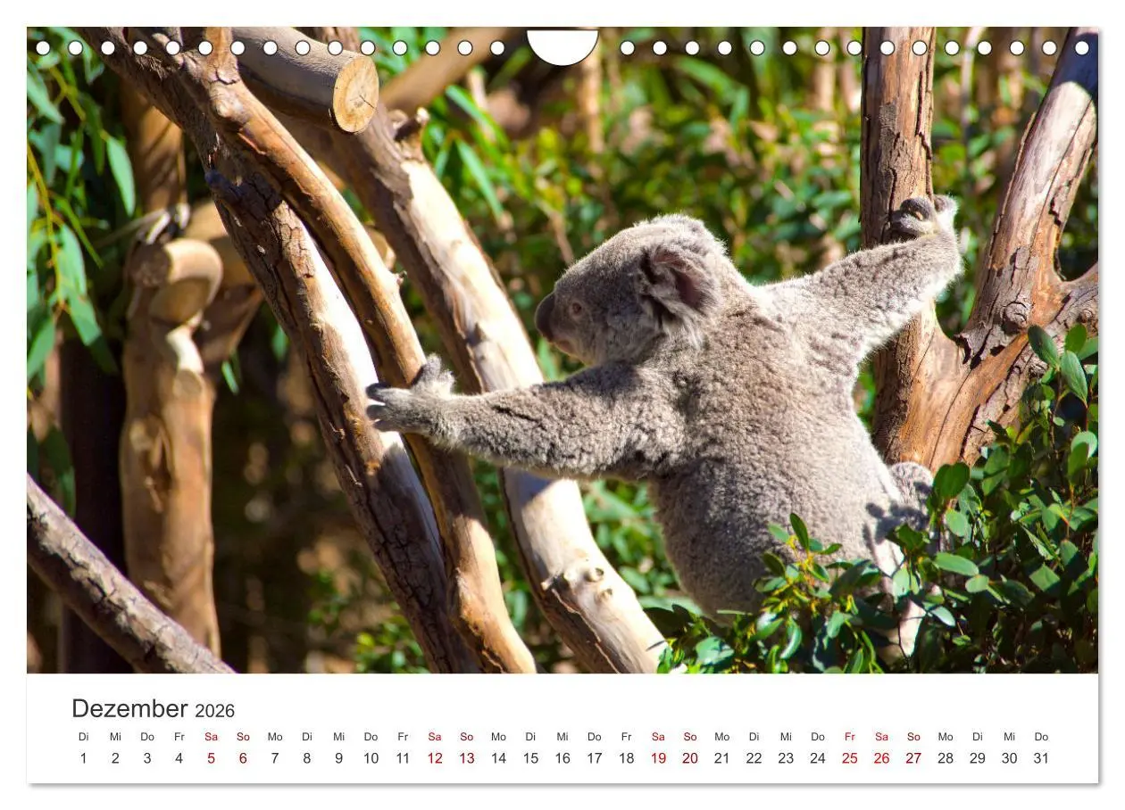 Bild: 9783457552865 | Knuffige Koalabären (Wandkalender 2026 DIN A4 quer), CALVENDO...
