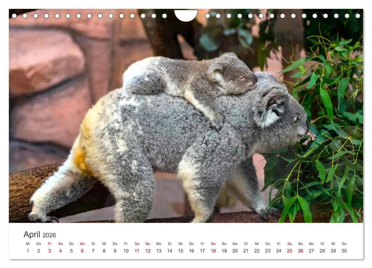 Bild: 9783457552865 | Knuffige Koalabären (Wandkalender 2026 DIN A4 quer), CALVENDO...