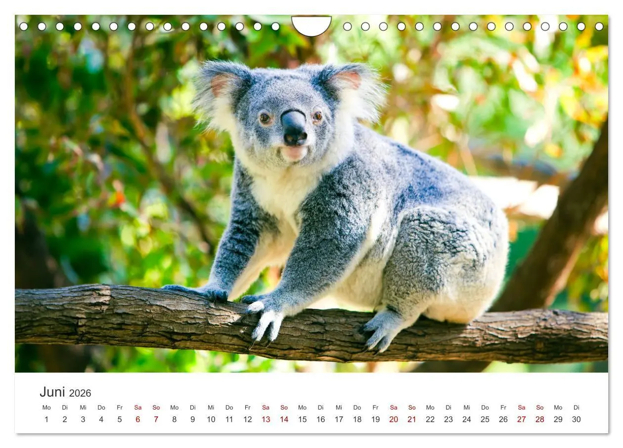 Bild: 9783457552865 | Knuffige Koalabären (Wandkalender 2026 DIN A4 quer), CALVENDO...