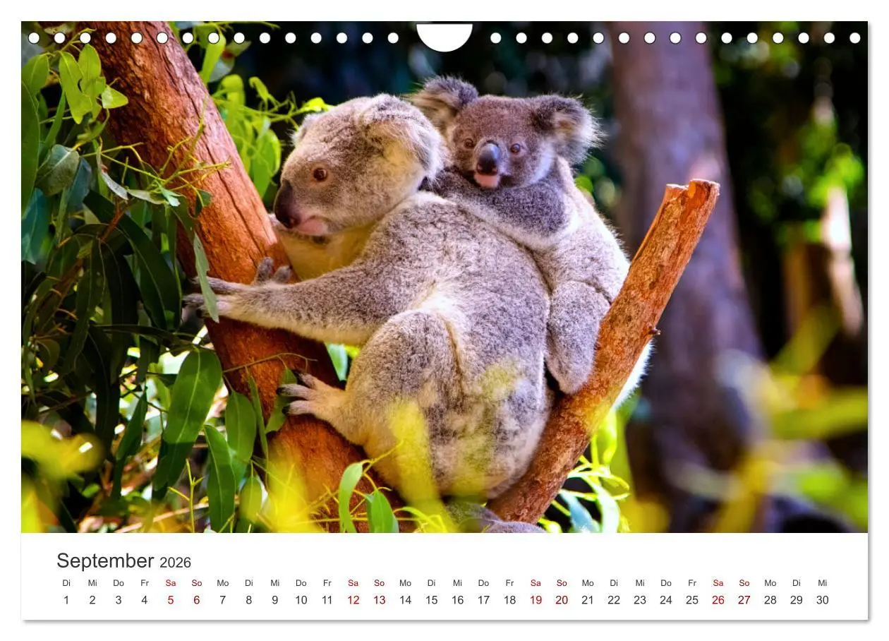 Bild: 9783457552865 | Knuffige Koalabären (Wandkalender 2026 DIN A4 quer), CALVENDO...