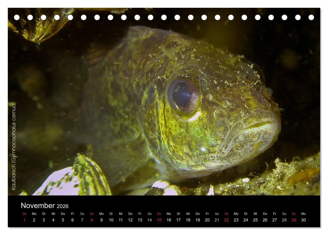Bild: 9783516022865 | Tauchrevier Deutschland (Tischkalender 2026 DIN A5 quer), CALVENDO...