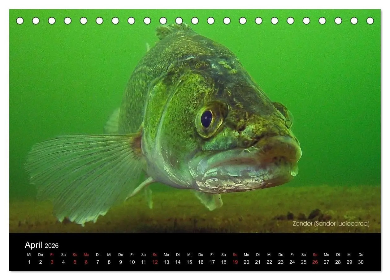 Bild: 9783516022865 | Tauchrevier Deutschland (Tischkalender 2026 DIN A5 quer), CALVENDO...