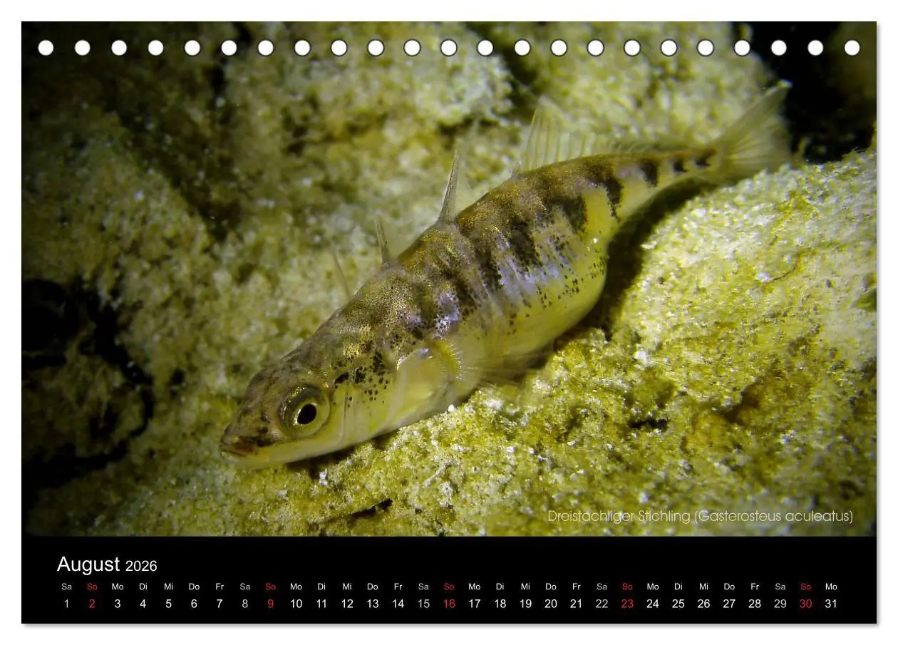 Bild: 9783516022865 | Tauchrevier Deutschland (Tischkalender 2026 DIN A5 quer), CALVENDO...