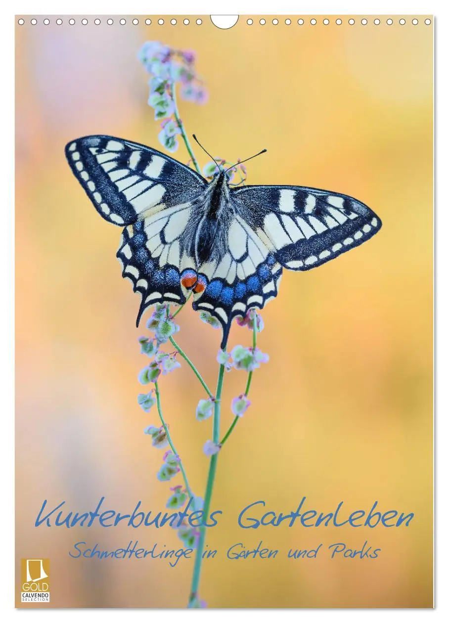 Cover: 9783516402865 | Kunterbuntes Gartenleben - Schmetterlinge in Gärten und Parks...