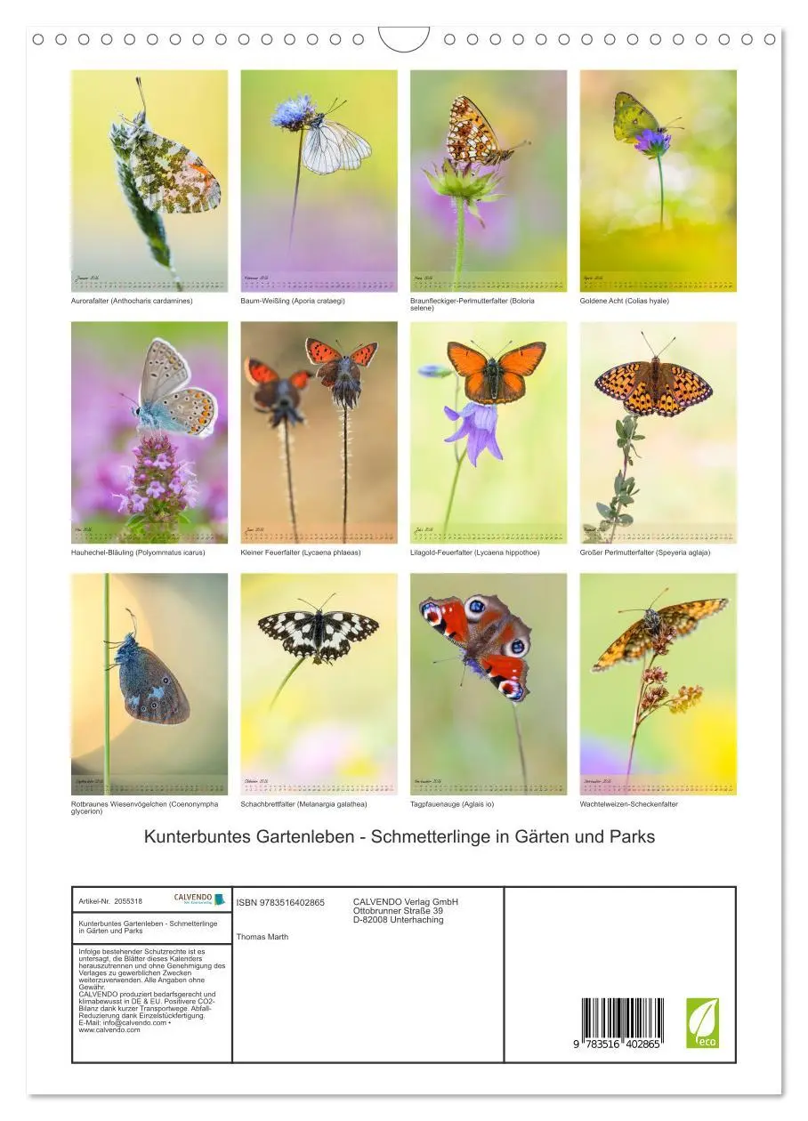 Bild: 9783516402865 | Kunterbuntes Gartenleben - Schmetterlinge in Gärten und Parks...