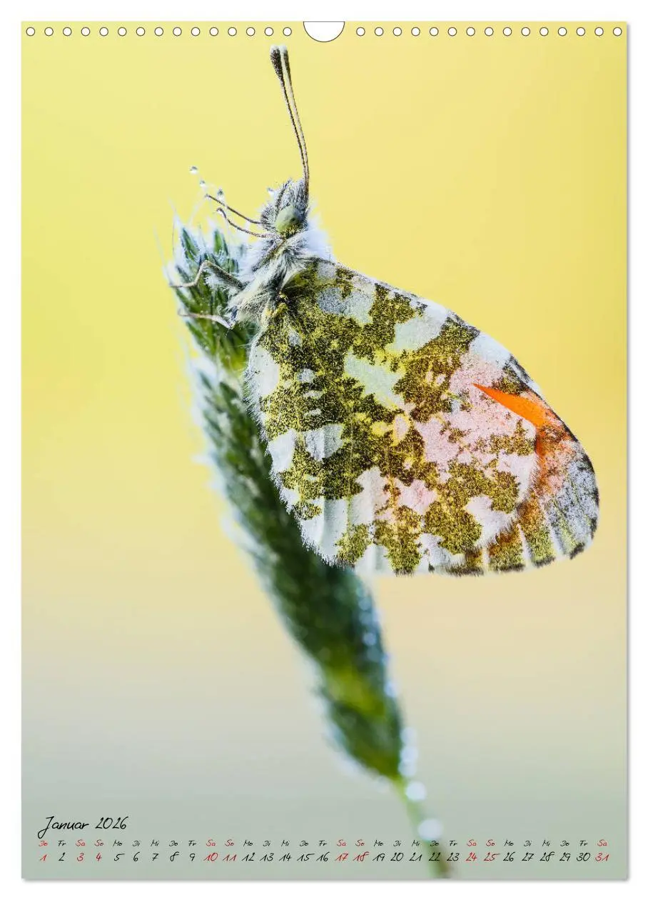 Bild: 9783516402865 | Kunterbuntes Gartenleben - Schmetterlinge in Gärten und Parks...