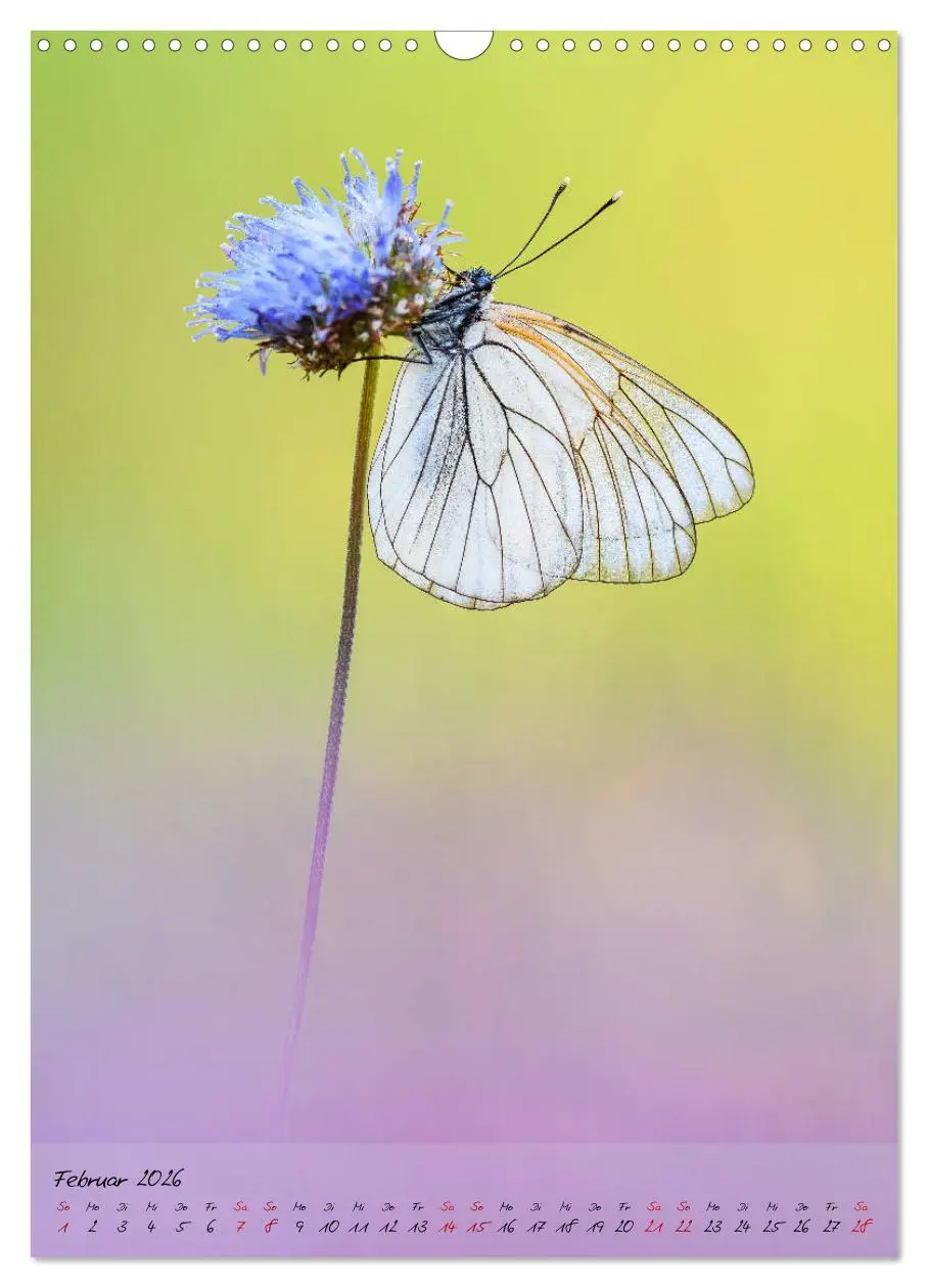 Bild: 9783516402865 | Kunterbuntes Gartenleben - Schmetterlinge in Gärten und Parks...
