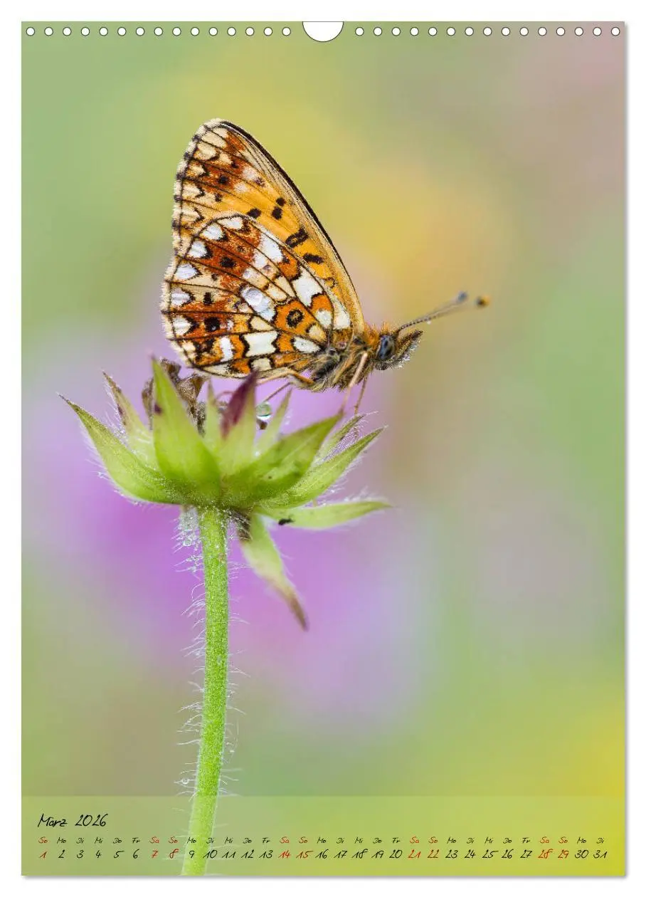 Bild: 9783516402865 | Kunterbuntes Gartenleben - Schmetterlinge in Gärten und Parks...