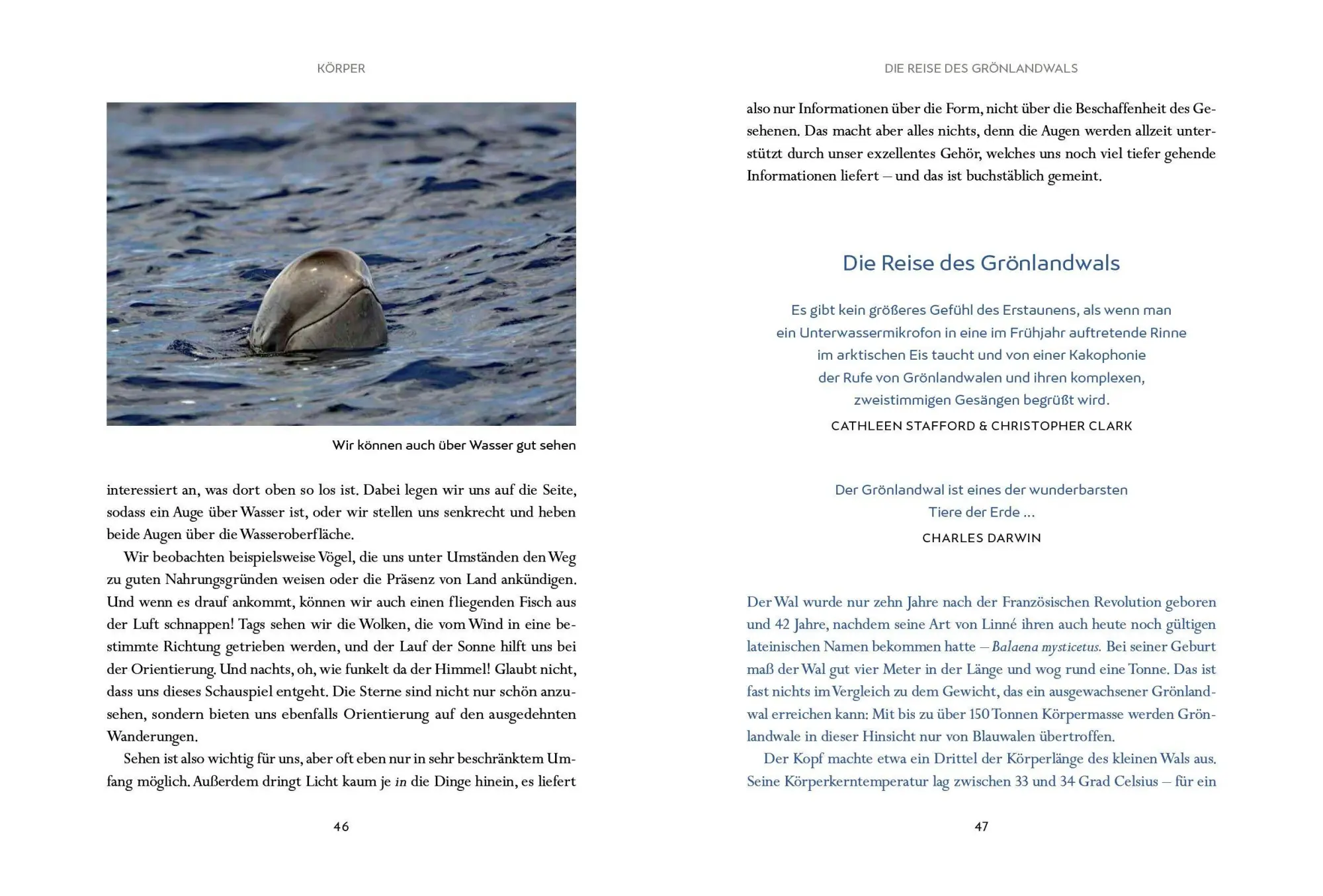 Bild: 9783328602965 | Wir Wale | Fabian Ritter | Buch | 400 S. | Deutsch | 2025
