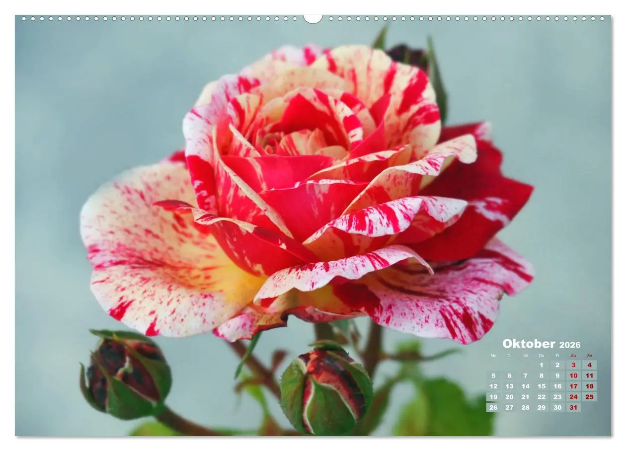 Bild: 9783457673065 | Rosen, die Königin der Blumen (hochwertiger Premium Wandkalender...