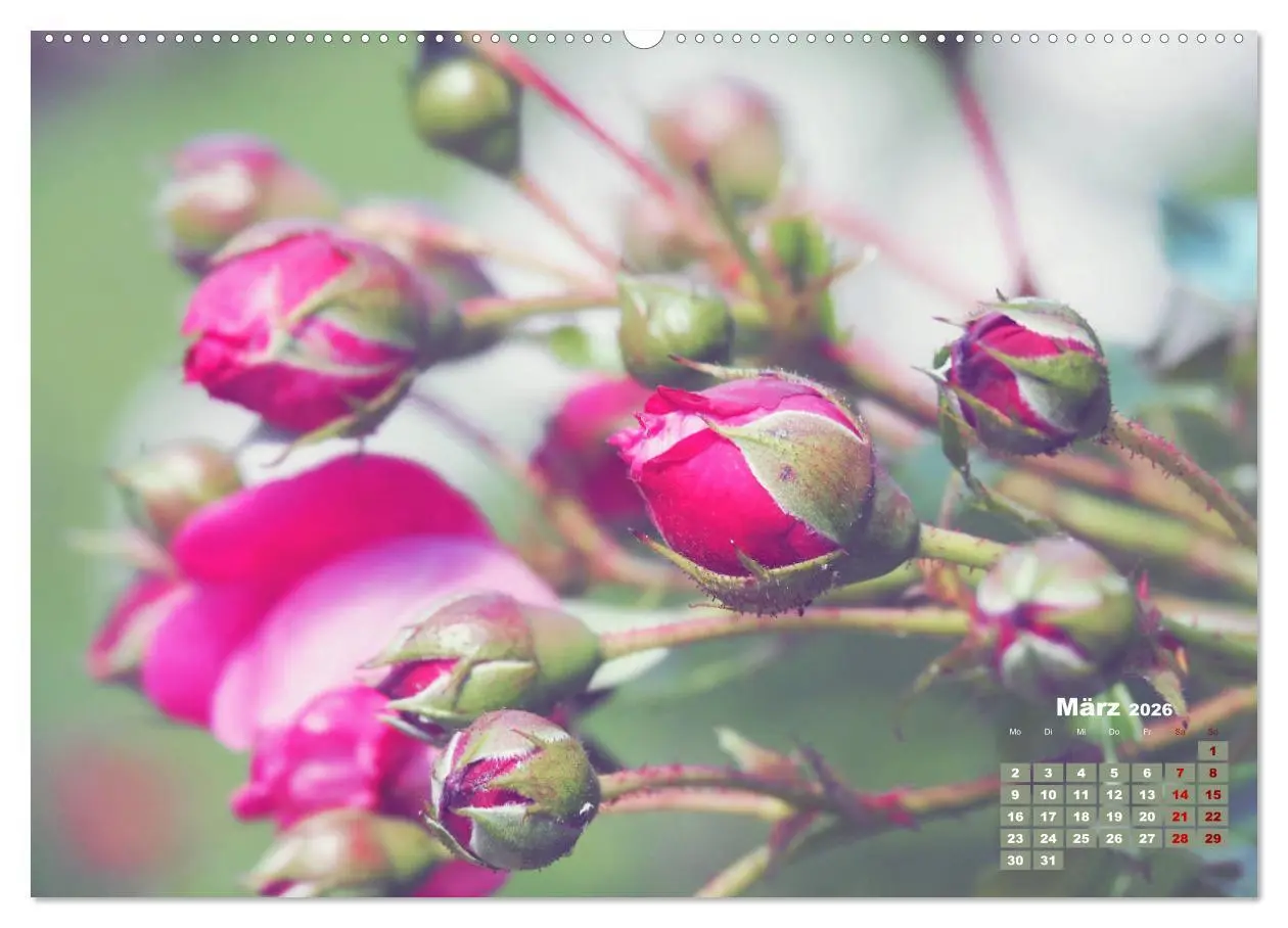 Bild: 9783457673065 | Rosen, die Königin der Blumen (hochwertiger Premium Wandkalender...
