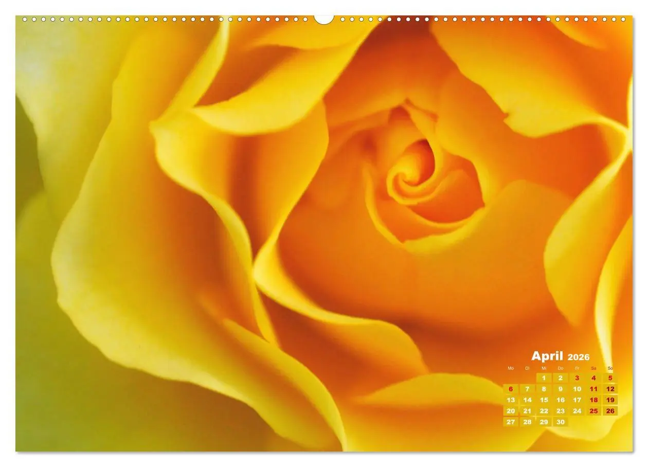 Bild: 9783457673065 | Rosen, die Königin der Blumen (hochwertiger Premium Wandkalender...