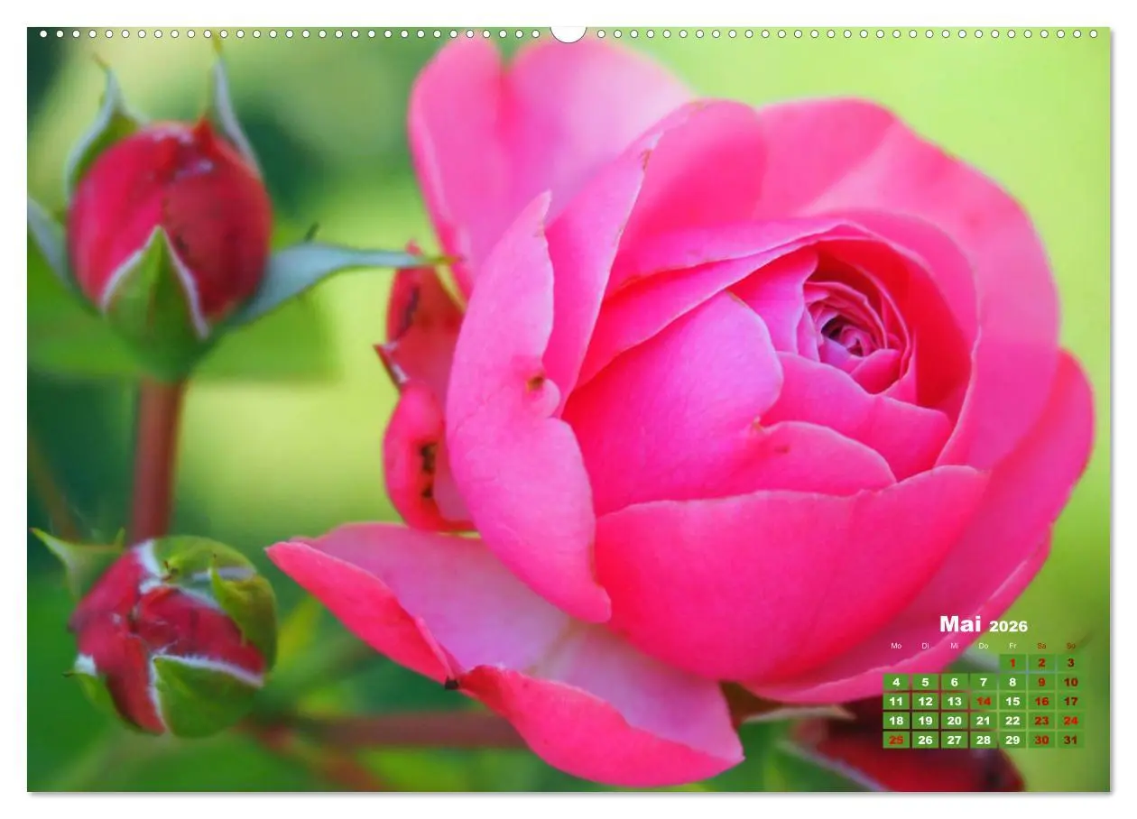 Bild: 9783457673065 | Rosen, die Königin der Blumen (hochwertiger Premium Wandkalender...