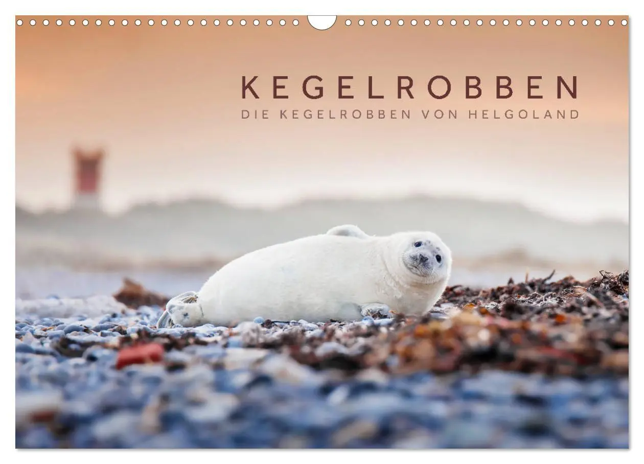 Cover: 9783457813065 | Kegelrobben - Die Kegelrobben von Helgoland (Wandkalender 2026 DIN...