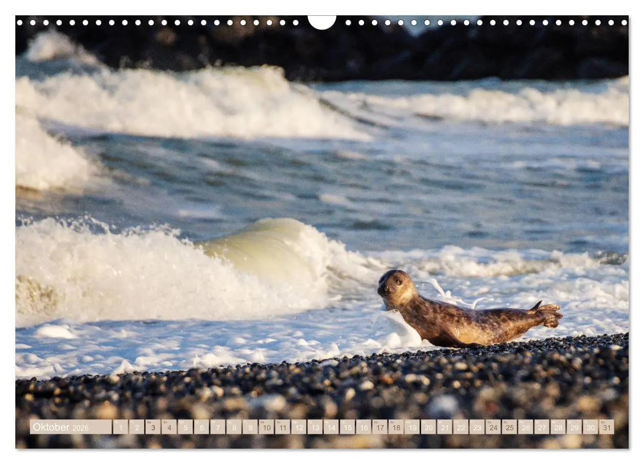 Bild: 9783457813065 | Kegelrobben - Die Kegelrobben von Helgoland (Wandkalender 2026 DIN...