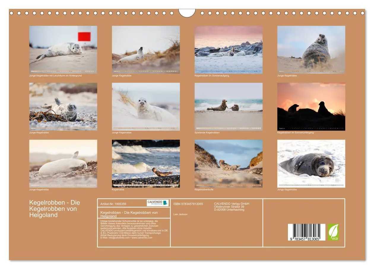 Bild: 9783457813065 | Kegelrobben - Die Kegelrobben von Helgoland (Wandkalender 2026 DIN...