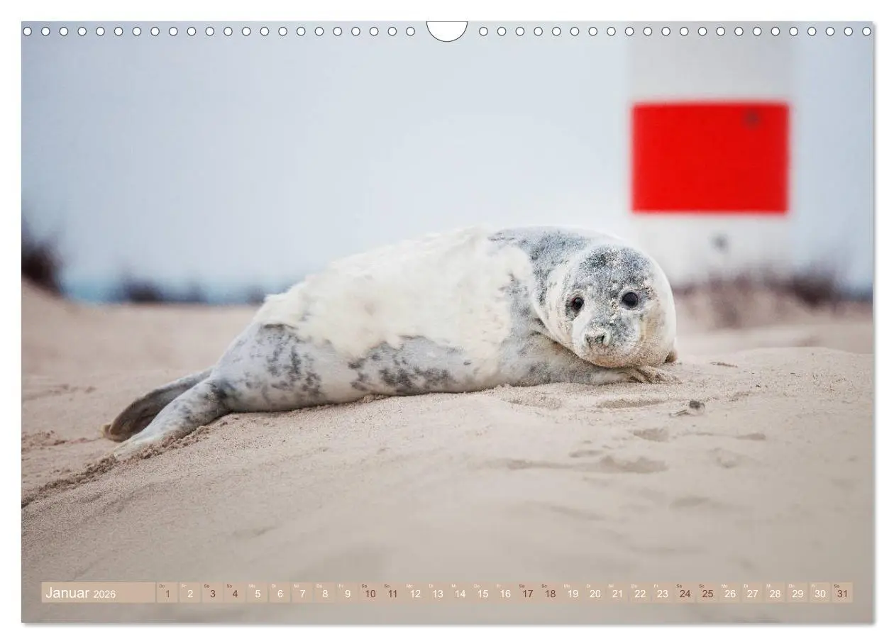 Bild: 9783457813065 | Kegelrobben - Die Kegelrobben von Helgoland (Wandkalender 2026 DIN...