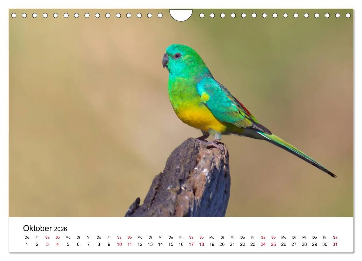 Bild: 9783516063165 | Australische Papageien (Wandkalender 2026 DIN A4 quer), CALVENDO...