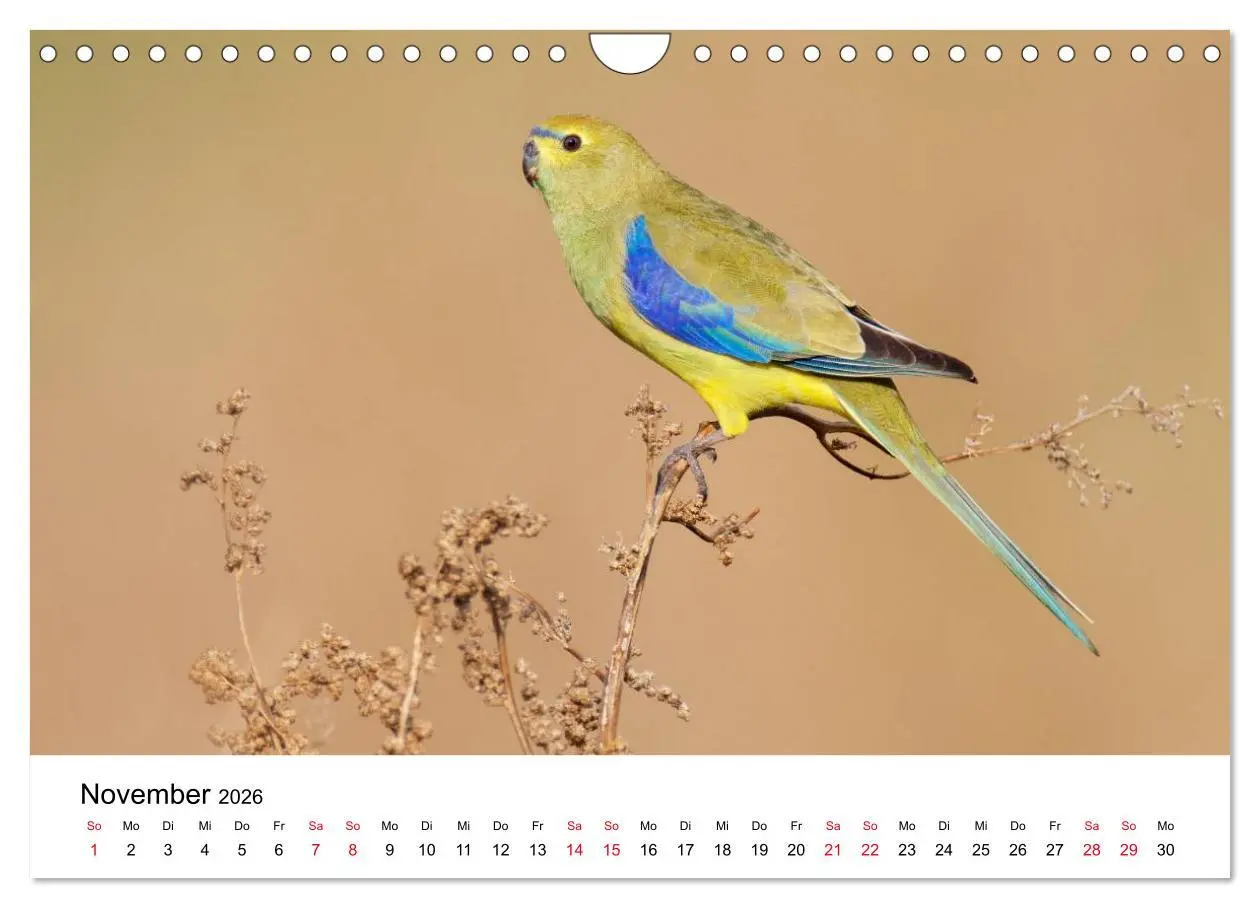 Bild: 9783516063165 | Australische Papageien (Wandkalender 2026 DIN A4 quer), CALVENDO...