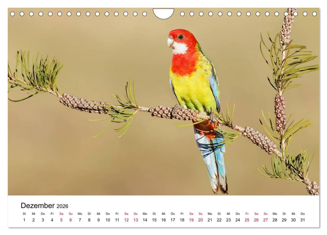 Bild: 9783516063165 | Australische Papageien (Wandkalender 2026 DIN A4 quer), CALVENDO...