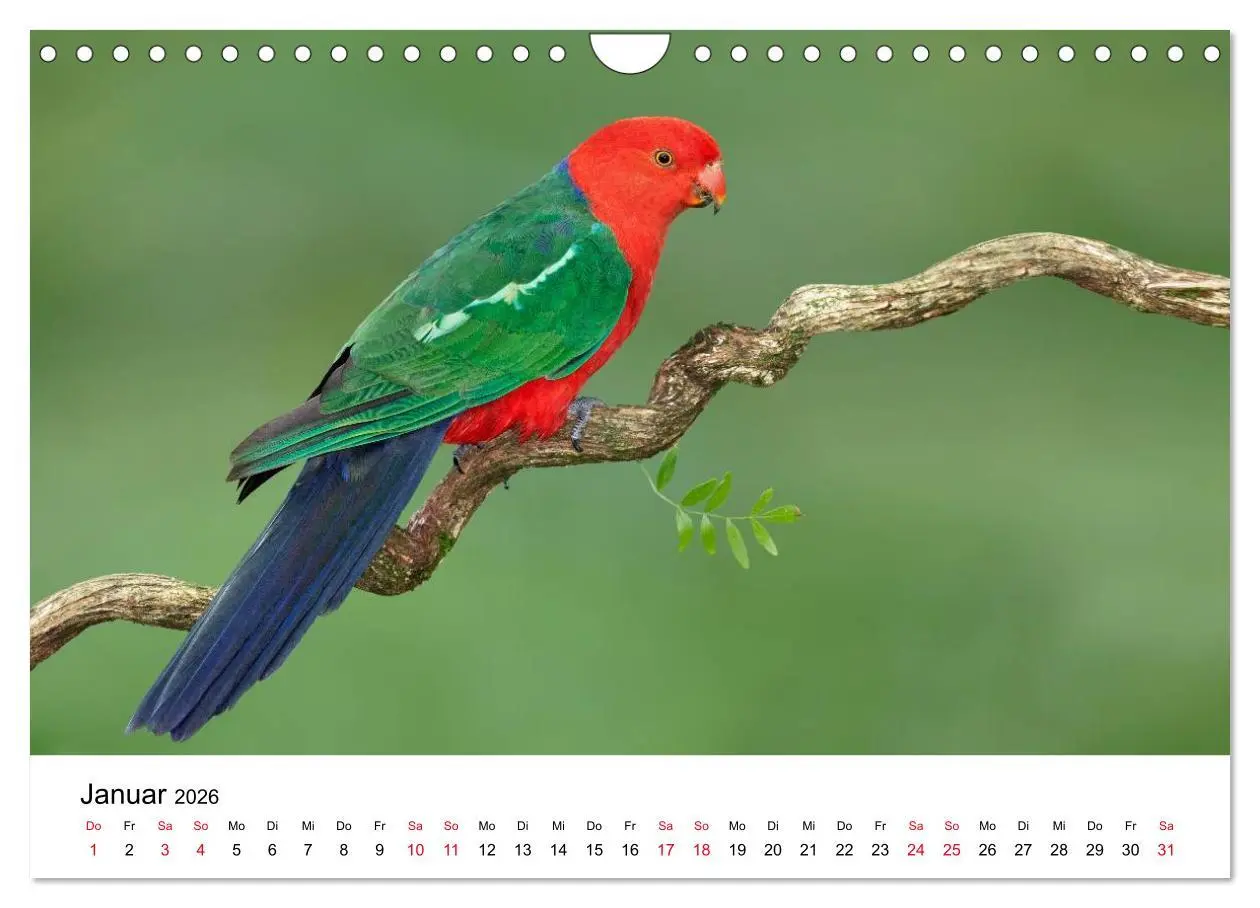 Bild: 9783516063165 | Australische Papageien (Wandkalender 2026 DIN A4 quer), CALVENDO...