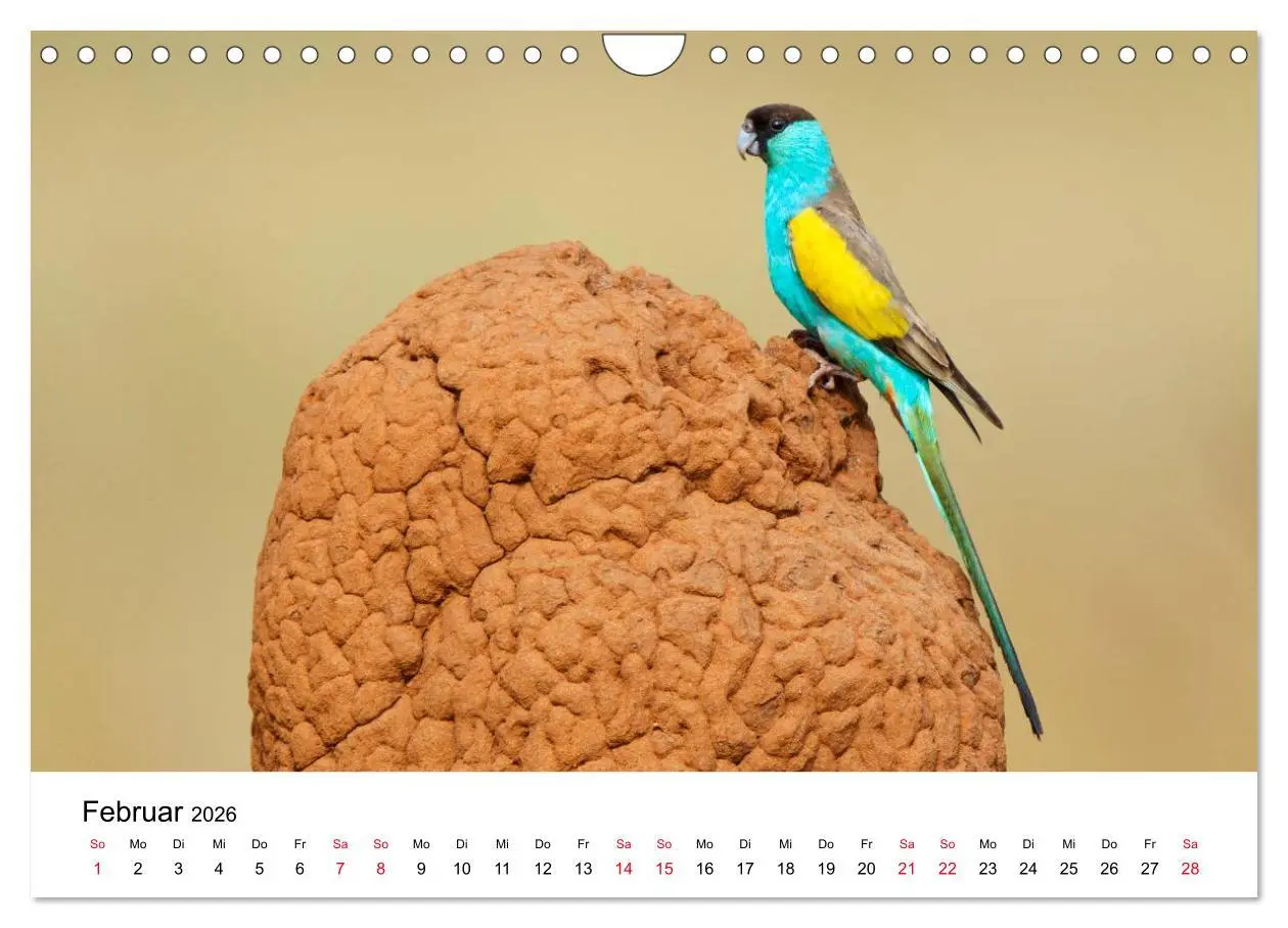 Bild: 9783516063165 | Australische Papageien (Wandkalender 2026 DIN A4 quer), CALVENDO...