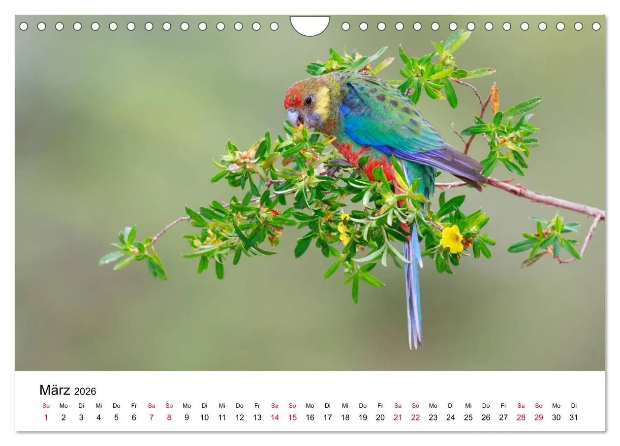Bild: 9783516063165 | Australische Papageien (Wandkalender 2026 DIN A4 quer), CALVENDO...