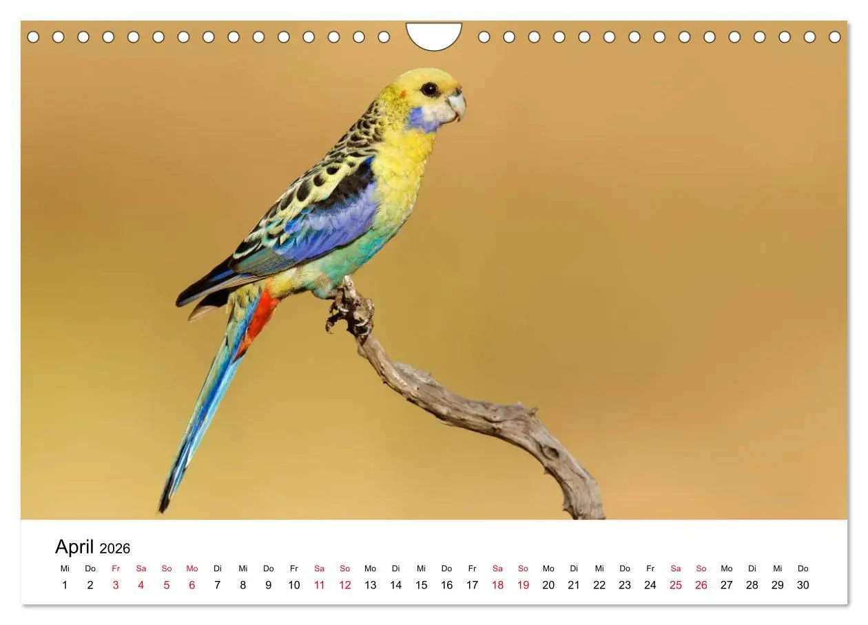 Bild: 9783516063165 | Australische Papageien (Wandkalender 2026 DIN A4 quer), CALVENDO...