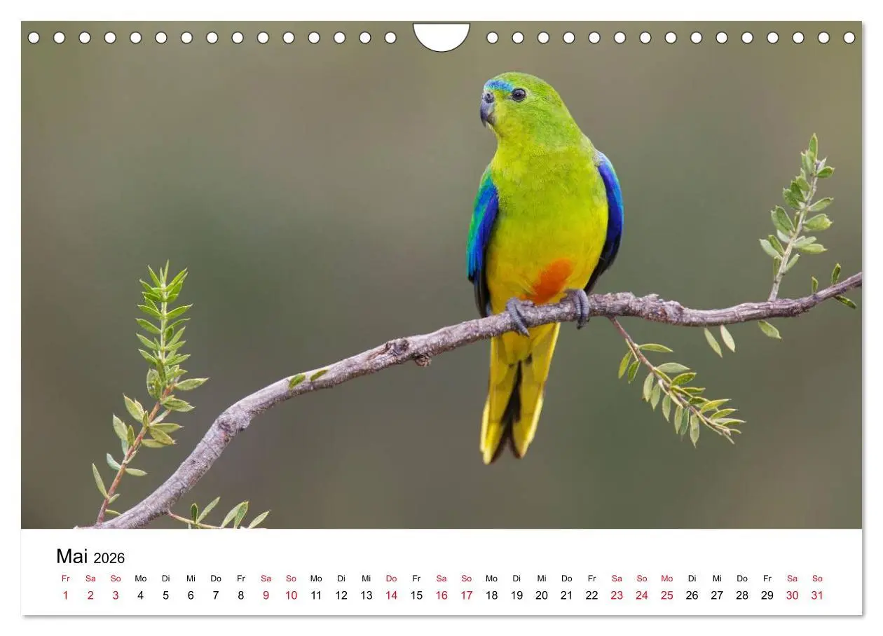 Bild: 9783516063165 | Australische Papageien (Wandkalender 2026 DIN A4 quer), CALVENDO...