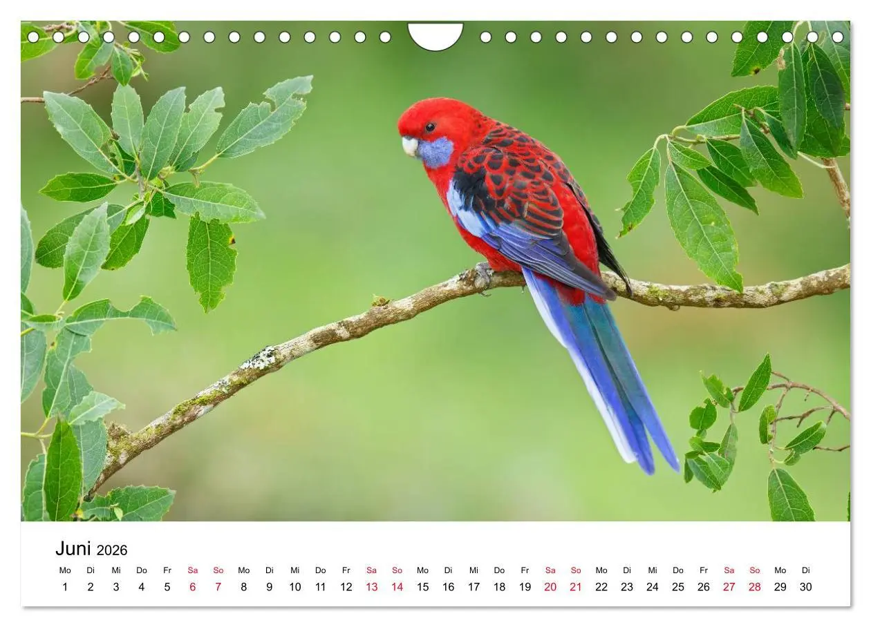 Bild: 9783516063165 | Australische Papageien (Wandkalender 2026 DIN A4 quer), CALVENDO...