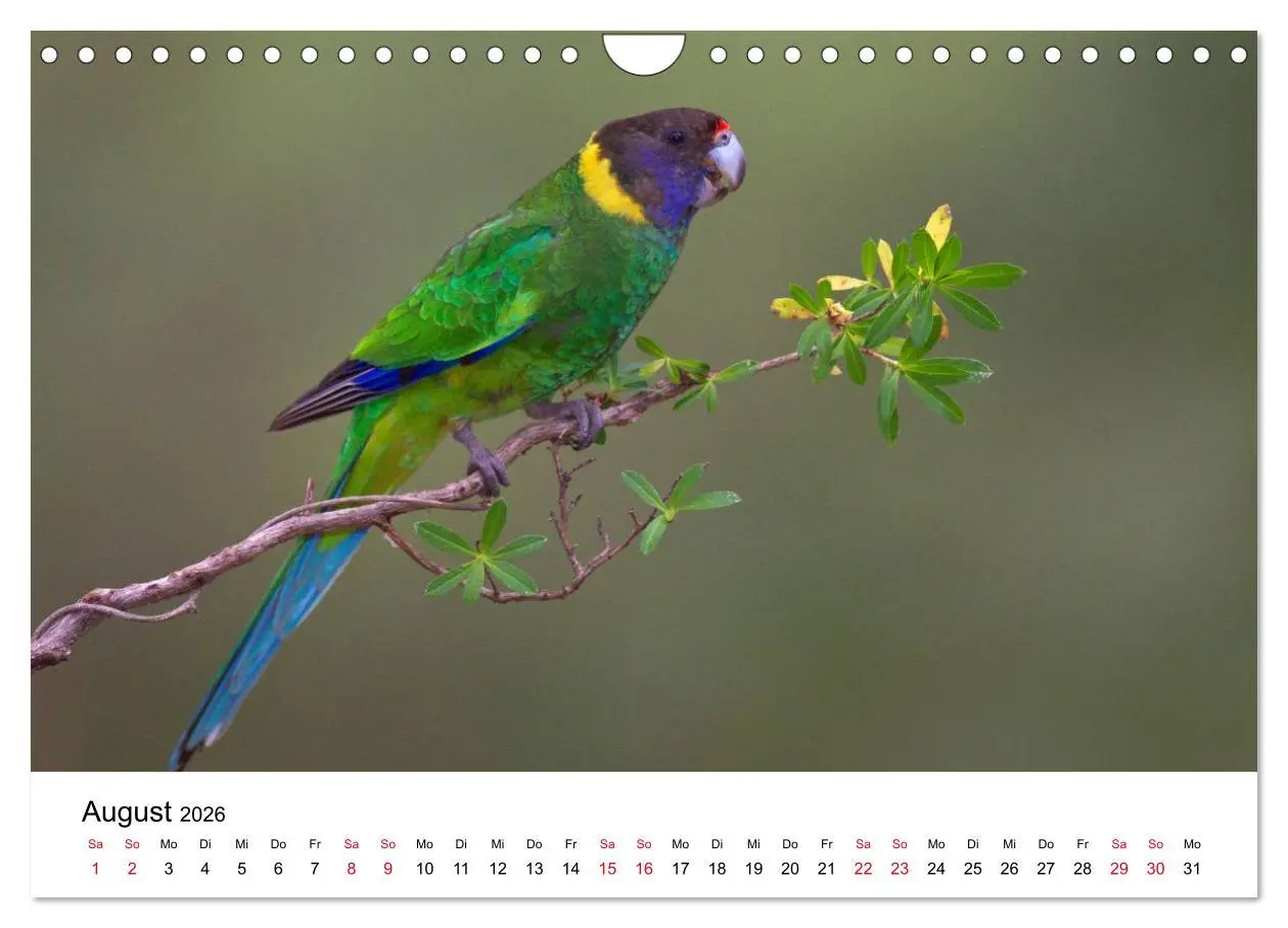 Bild: 9783516063165 | Australische Papageien (Wandkalender 2026 DIN A4 quer), CALVENDO...