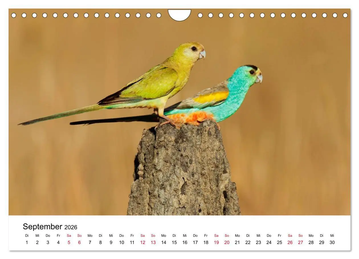 Bild: 9783516063165 | Australische Papageien (Wandkalender 2026 DIN A4 quer), CALVENDO...