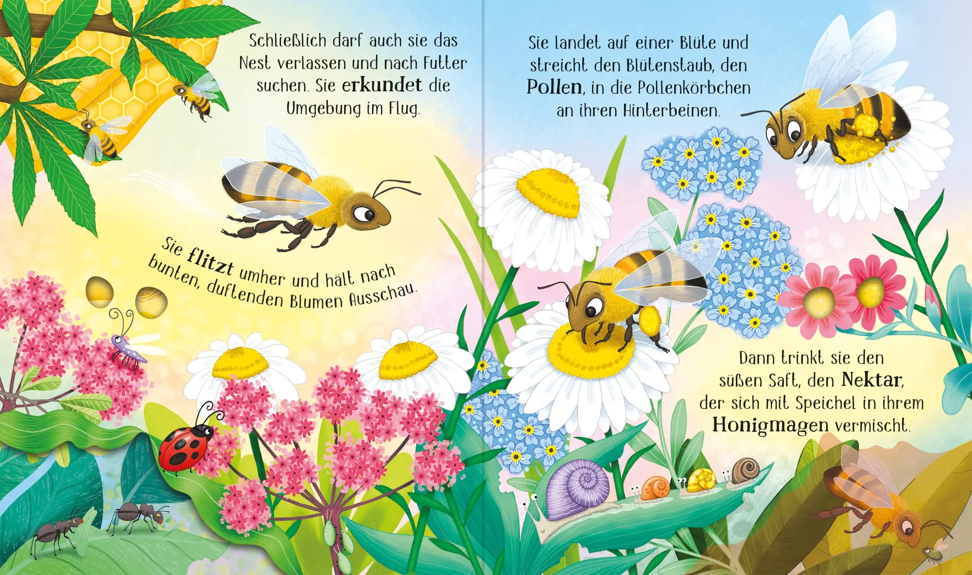 Bild: 9781035703265 | Schau mal, wie ich wachse! Von der Larve zur Biene | Lesley Sims