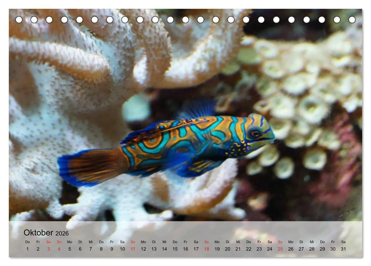 Bild: 9783516043365 | In der Meerestiefe. Fische und Korallen im ewigen Blau...
