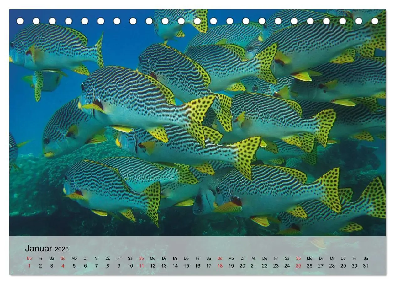 Bild: 9783516043365 | In der Meerestiefe. Fische und Korallen im ewigen Blau...