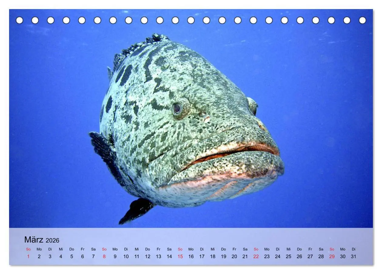 Bild: 9783516043365 | In der Meerestiefe. Fische und Korallen im ewigen Blau...