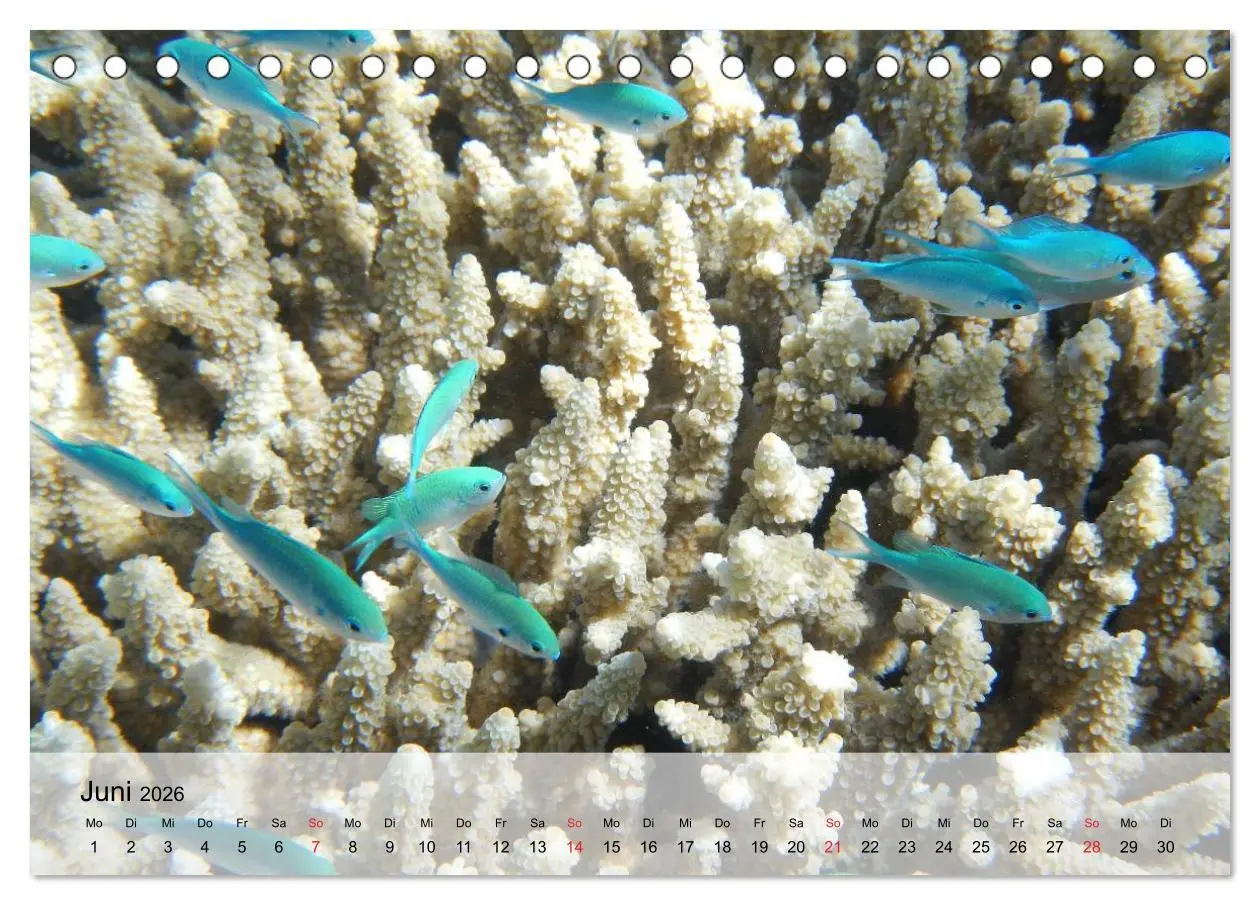 Bild: 9783516043365 | In der Meerestiefe. Fische und Korallen im ewigen Blau...